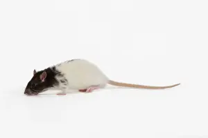 Bilder Datiert 10. Oktober 2009: Rat im Studio
