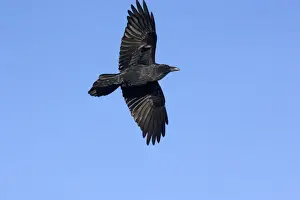 Personal Use Only Prints Drucke: Raven in flight