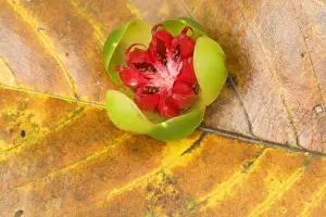 Tropical Rainforest Plants Drucke: Red Beech fruit - fallen fruit of the Red Beech