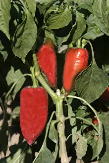 European Vegetable Farming Drucke: Red Chilli Pepper / Pimento