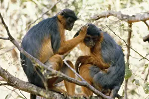 Personalized Pet Artwork Drucke: Red Colobus Monkey