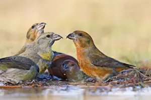 Jim Zipp Photographer Drucke: Red Crossbill's - bathing in thawed puddle. Connecticut in January