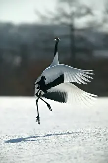 Drucke von WAT-8315 Rotkopfkrähen - springen und mit ausgestreckten Flügeln tanzen Hokkaido, Japan Grus japonensis M Gruiformes Drucke: Rotkopfkräher - springen und schlagen mit ausgebreiteten Flügeln Hokkaido, Japan
