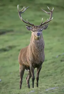 John Daniels Photos Drucke: Red Deer