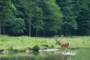 Jean Paul Ferrero Artwork Drucke: Red Deer