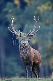 Stefan Meyers Photographer Drucke: Red Deer