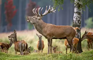 Cervus Elaphus Habitat Photos Drucke: Red Deer