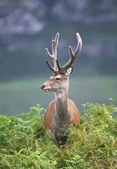 Red Deer Scotland Drucke: Red Deer