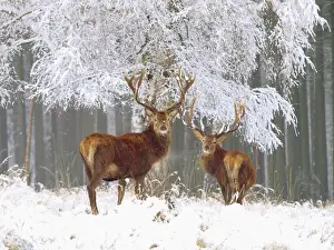 Rotdorn - Hirsche im Schnee, Deutschland