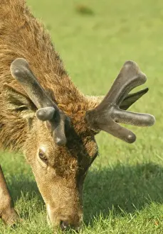 Grazing Animals Drucke: Red Deer - grazing