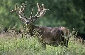 Large Format Animal Prints Drucke: Red Deer - standing in grass
