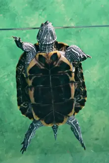 Wildlife Prints For Sale Drucke: Red-eared Terrapin