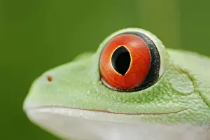 Rote Augenfrosch - Näherung zu einem Auge, Süd- und Zentralamerika 003074