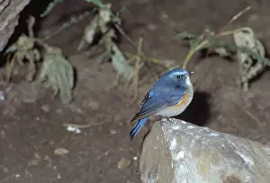 Wildlife Birds Photography Drucke: Red-flanked Bluetail