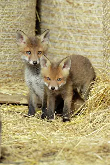 Rot Fuchs - 2 Kätzchen zwischen Strohhaufen im offenen Stall, Hessen, Deutschland