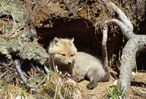 Baby Fox Pictures Drucke: Red Fox - cub outside den
