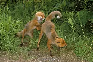 Nature Prints For Home Decor Drucke: Red Fox - pre-mating fighting