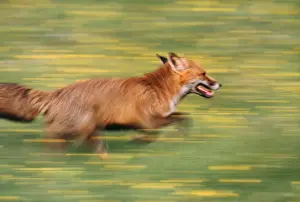 John Cancalosi Photos Drucke: Red Fox - running