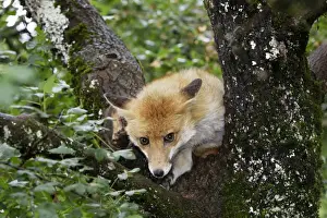 European Fox Species Drucke: Red Fox in a tree