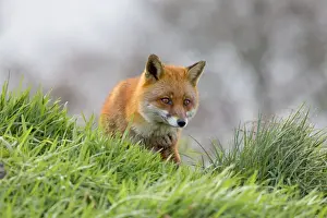 Red Fox UK Drucke: Red Fox - UK