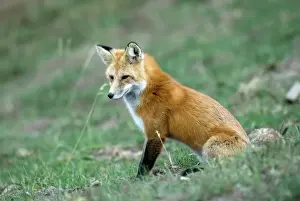Rot Fuchs Seitenansicht von einem sitzenden Tier im Nationalpark Yellowstone, USA