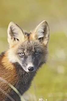 Rotfuchs - jung - dunkle Phase