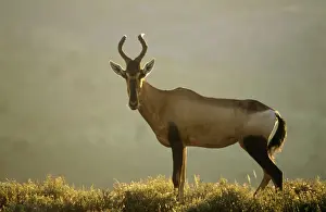 M Watson Photographer Drucke: Red Hartebeest
