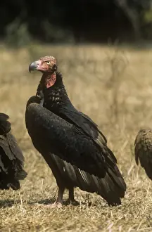 Vulture Species Drucke: Red-headed Vulture