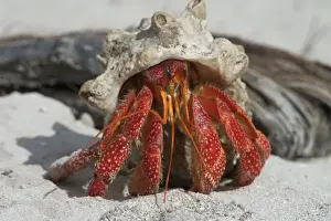 Drucke von DH-3676 Roter Schnecke aus dem Sand - Aus seinem Panzer herauskommend Krabbe Drucke: Roter Schwammschreck - Aus seinem Schalenpanzer auftaucht