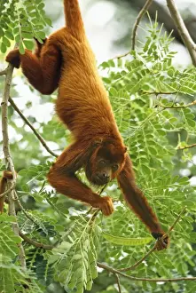 Wildlife Mammals Photos Drucke: Red Howler Monkey