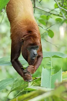 Rot Rüttelaffe Affe, Iquitos, Peru