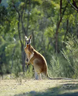 Personal Use Prints Available Drucke: Red Kangaroo