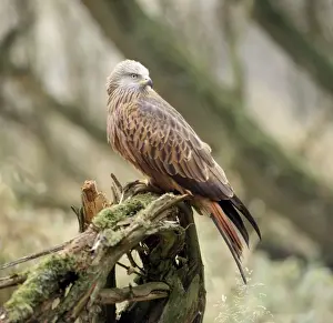 Red Kite Bird Drucke: Red Kite