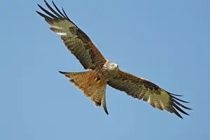 Rotfäher - im Flug