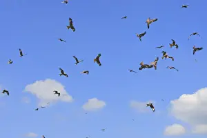Milvus Milvus Photos Drucke: Red Kite - flock in flight