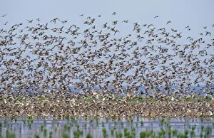 Red Knot In Flight Drucke: Red Knot - flock in flight
