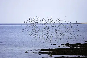 Bird Flock In Flight Drucke: Red Knot - flock in flight on migration. Varanger - Norway