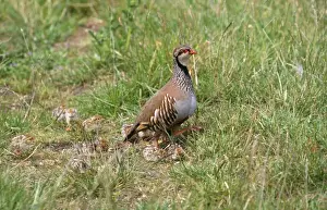 Chris Knights Photography Drucke: Red-legged Partridge - with chicks