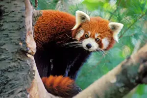 Drucke von TOM-804 Rot / Kleiner Bambusbär / Rotes Katzenhörnchen - Durch Zweige der Baume schauen Ailurus fulgens In den Himalayas und Bergen von Myanmar und China Tom and Pat Leeson Bitte beachten Sie Roter Panda Drucke: Rot/ kleiner Bär - Durch die Zweige des Baumes schauen, 4 Mu 81