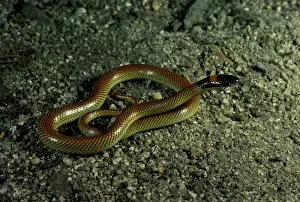 Australian Snakes Drucke: Red-naped snake