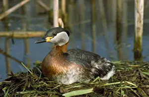 Bird Species Photography Drucke: Red-necked Grebe - on nest