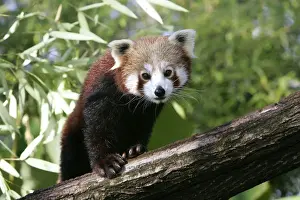 Lesser Panda Drucke: Red Panda