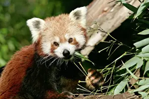 Drucke von WAT-9423 Rot/ Kleiner Pandasäger / Rot Katzenbär Ailurus fulgens Fundiert im Himalaja und Bergen von Myanmar und China M Roter Panda Drucke: Rotter Fuchs - das Bambus essen
