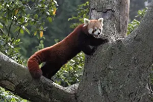Rotfuchs-Panda - im Stamm eines Baumes in Dortmund, Westfalen, Deutschland