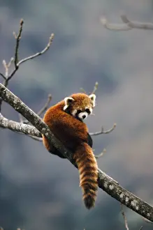 Red Panda In Tree Drucke: Red Panda - in tree