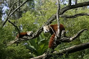 Lesser Panda Drucke: Red Panda - two in trees