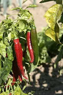 Greenhouse Plants For Sale Drucke: Red Pimento