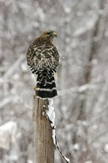 Jim Zipp Wildlife Photographer Drucke: Red-shouldered Hawk