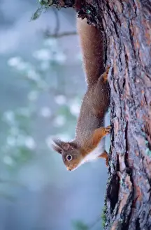 Drucke von CK-3773 Rot Waldsägerling - herabkletternden Baumstammtrunk Sciurus vulgaris Chris Knights Bitte beachten Sie Eichhörnchen Drucke: red Squirrel