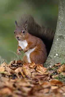 Sciurus Vulgaris Pictures Drucke: Red Squirrel - alert on the ground beside tree stem, Northumberland, England